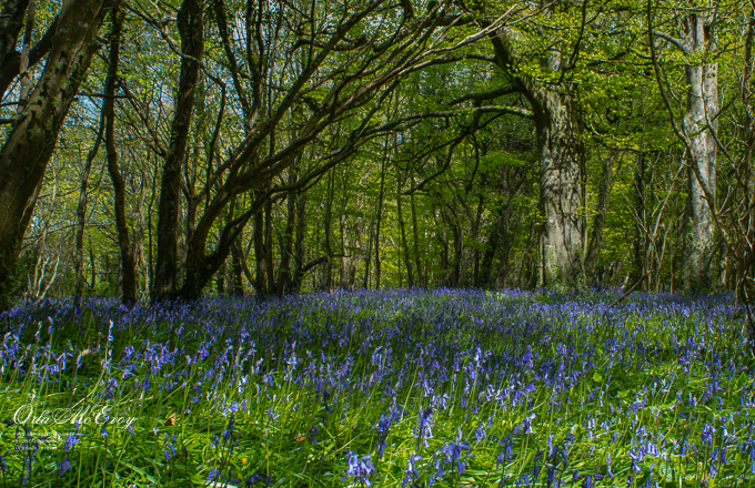 Bluebell Meadow